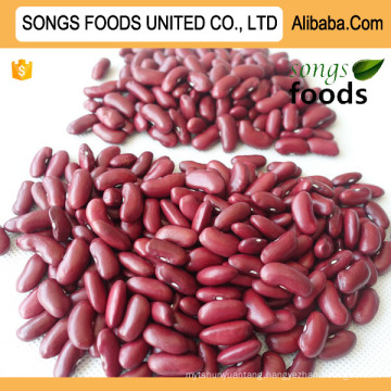 British Type Dark Red Kidney Beans 200-220